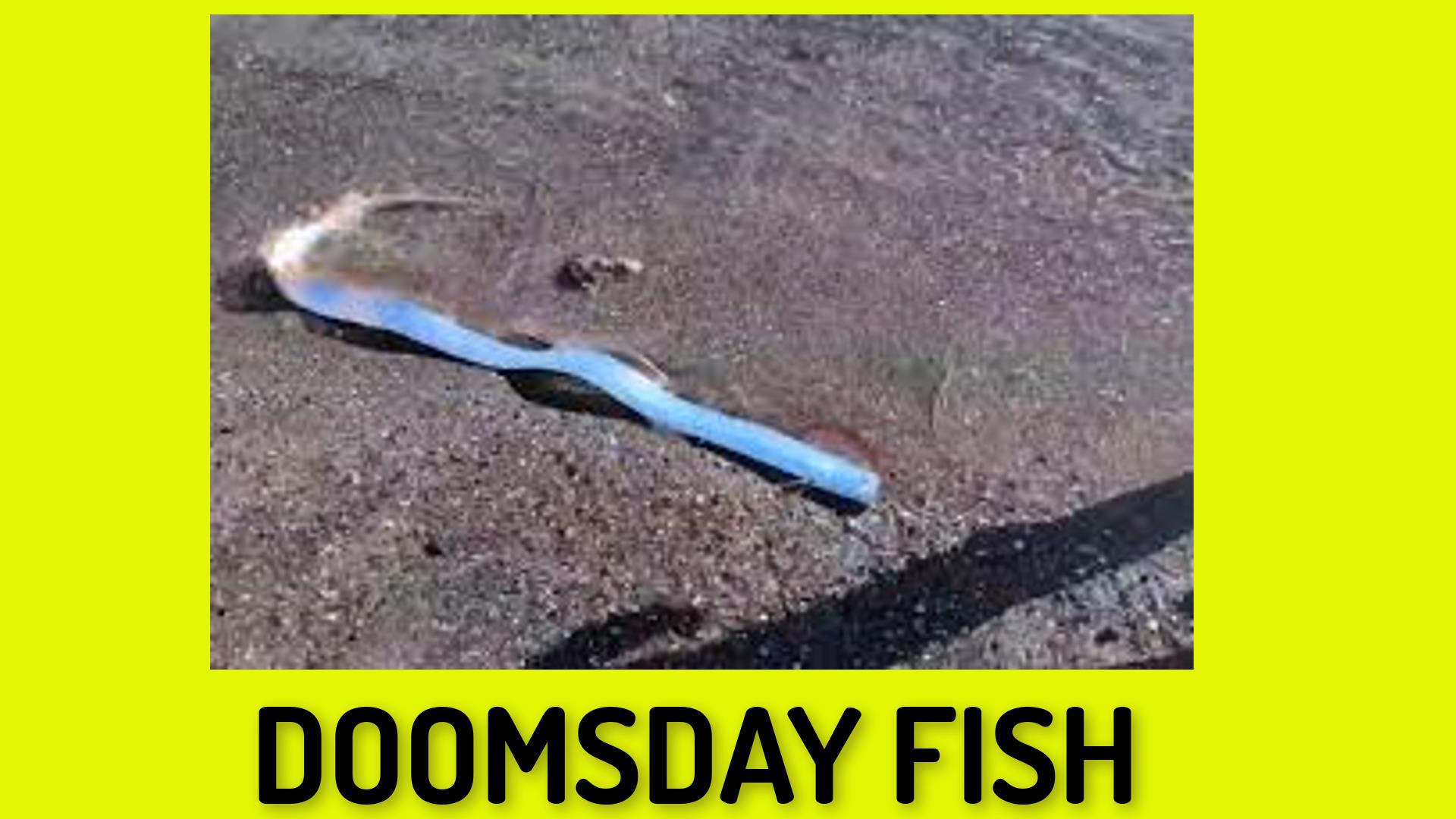 DoomsDay Fish